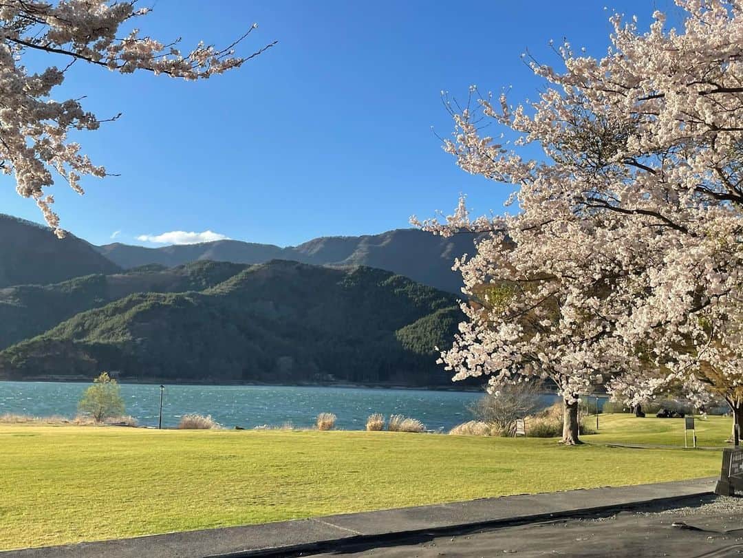 藤沢久美さんのインスタグラム写真 - (藤沢久美Instagram)「河口湖は、いま桜が満開。 世界各地からの観光客で、コロナ前の賑やかな湖に戻りつつあります。  #河口湖 #さくら  #山梨県」4月9日 11時23分 - kumifujisawa
