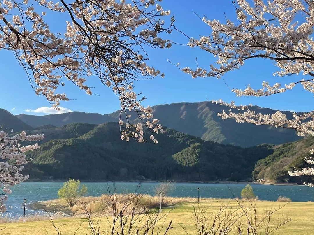 藤沢久美のインスタグラム：「河口湖は、いま桜が満開。 世界各地からの観光客で、コロナ前の賑やかな湖に戻りつつあります。  #河口湖 #さくら  #山梨県」