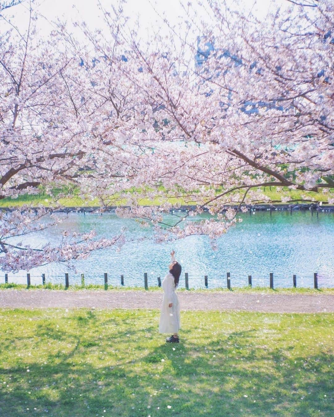 Sherryのインスタグラム：「ㅤㅤㅤㅤㅤㅤㅤㅤㅤㅤㅤㅤㅤ ㅤㅤㅤㅤㅤㅤㅤㅤㅤㅤㅤㅤㅤ 今年は私たちのまんなかの春へ✿ 来年は3人で ㅤㅤㅤㅤㅤㅤㅤㅤㅤㅤㅤㅤㅤㅤㅤㅤㅤㅤㅤㅤㅤㅤㅤㅤㅤㅤ ㅤㅤㅤㅤㅤㅤㅤㅤㅤㅤㅤㅤㅤ」