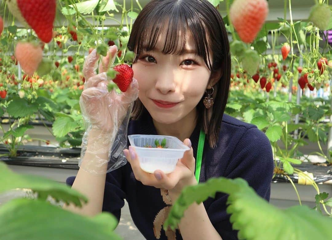 岩佐美咲のインスタグラム：「今回のファンクラブバスツアーは、山梨県でいちご狩り🍓♡  　　　　　　　　　　　　　　　　 なのでいちごのイヤリング。　　　　 ピアスだと思って間違えて買ってしまった。　　　　　　　　　　 　　　　　　　　　　　　　　　　 　　　　　　　　　　　　　　　　　 #いちご #いちご狩り #苺 #山梨 #山梨fujiフルーツパーク #バスツアー #イヤリング #アクセサリー #strawberry #fruit」