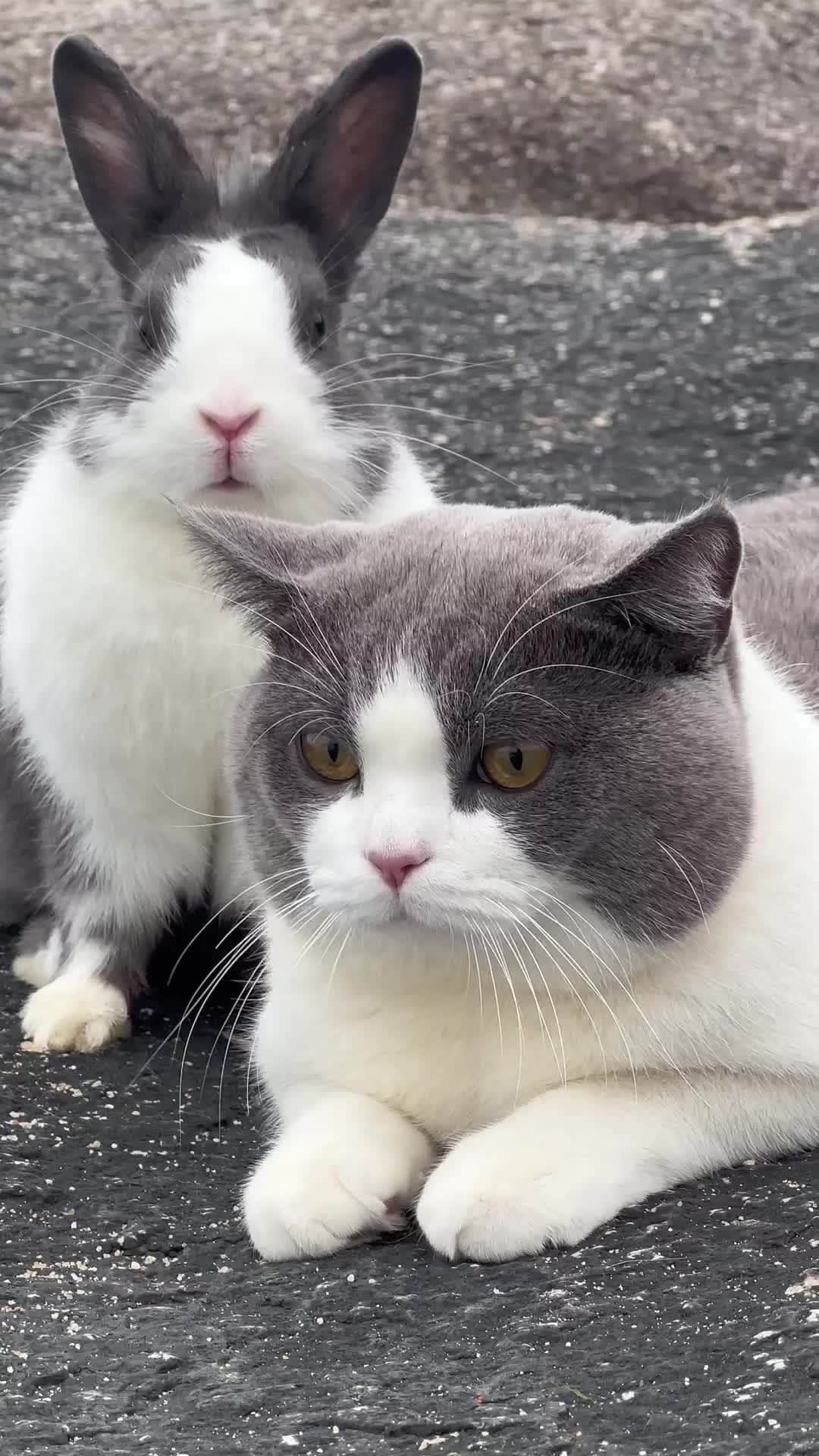 のインスタグラム：「Brother from another mother  @ 胡图图和奥利奥  #meowed #BSH #cutecat #cat #BSH #rabbit」