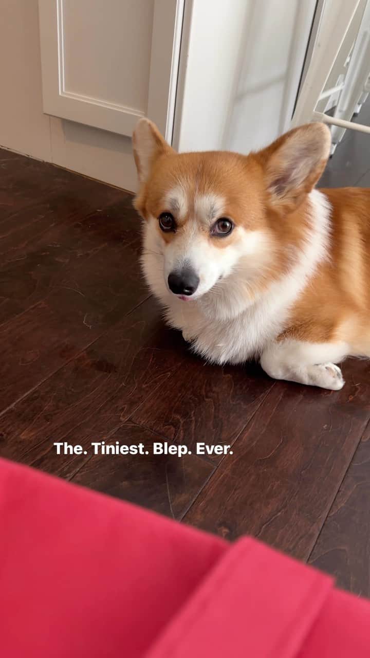 Geordi La Corgiのインスタグラム：「Just when I thought Scotty couldn’t be more of a cutie patootie, he shows off the world’s tiniest blep!  He just brings us so much joy. ☺️💛」