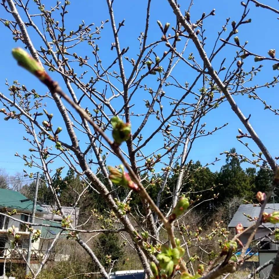 らべんだぁのインスタグラム：「今日の秋保  風が強く寒いくらいですが 桜が散り始めて綺麗です! そして、御衣黄桜が開き始めました。  * #仙台#秋保#秋保雑貨#秋保温泉#雑貨#雑貨店#らべんだぁ」