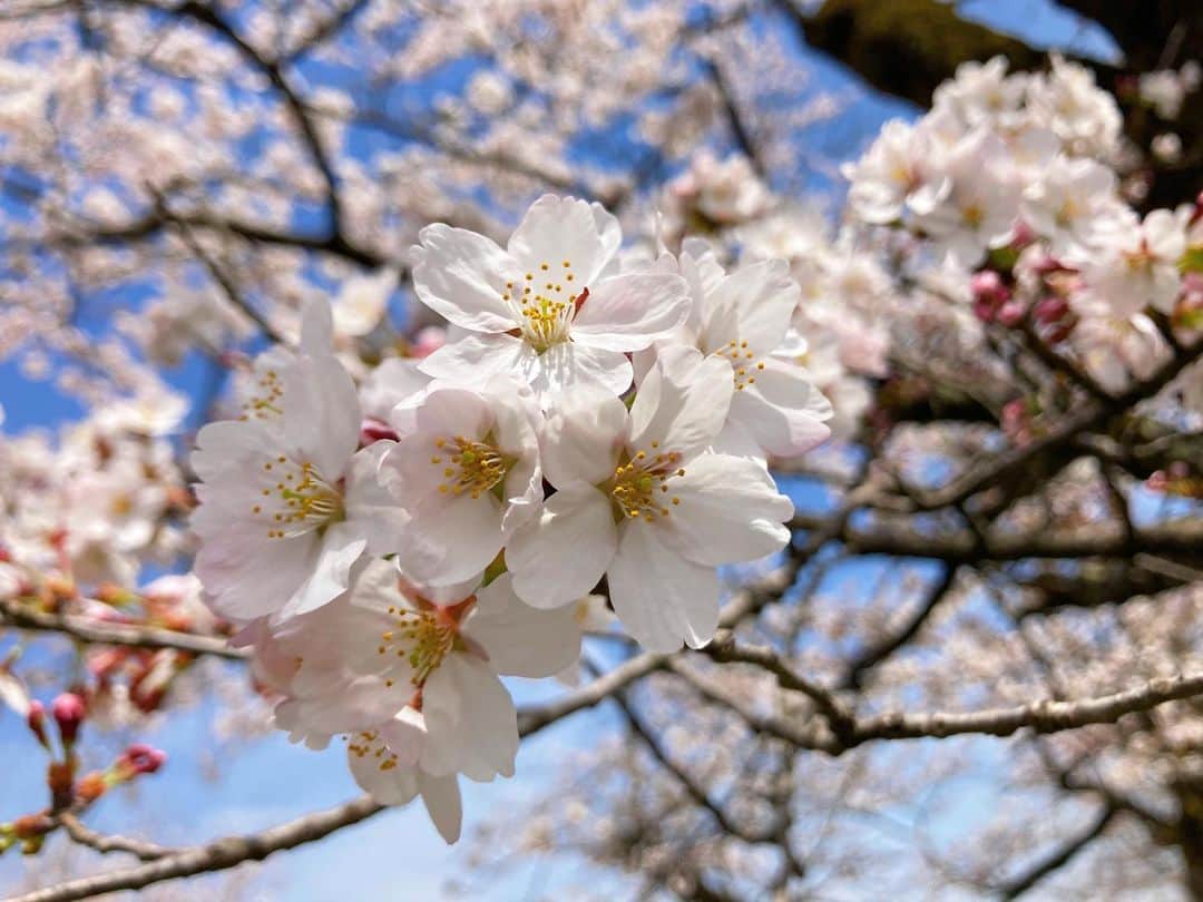 北川ひかるのインスタグラム：「. . 🌸🌸🌸 写真はちょっと前のやつだけど 新潟ももう葉桜になってきた。 本当満開は一瞬だった。 ずっと咲いてたらいいのに。 でもこの一瞬が逆にいいのかもしれない。 . . #🌸咲いてくれてありがとう」
