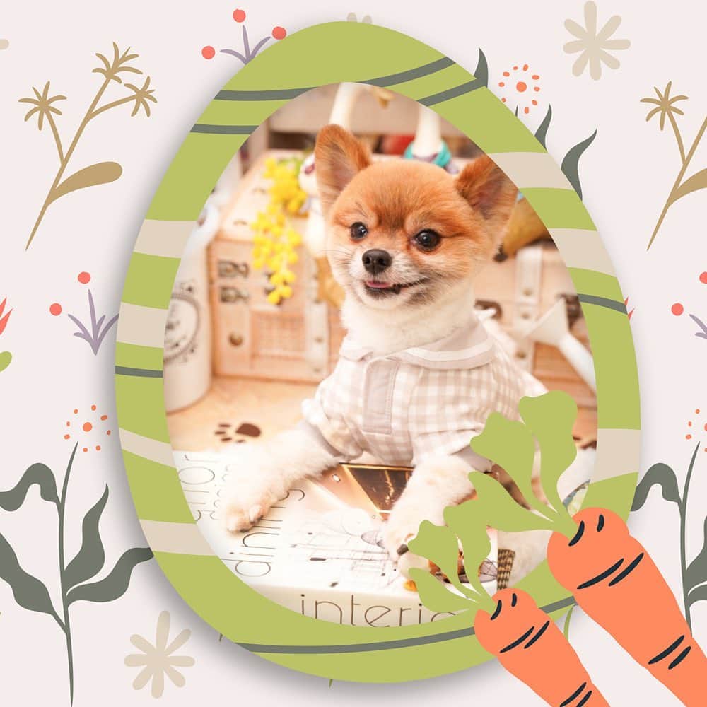 夢月せらのインスタグラム：「2023   #easter  #dogphotography」