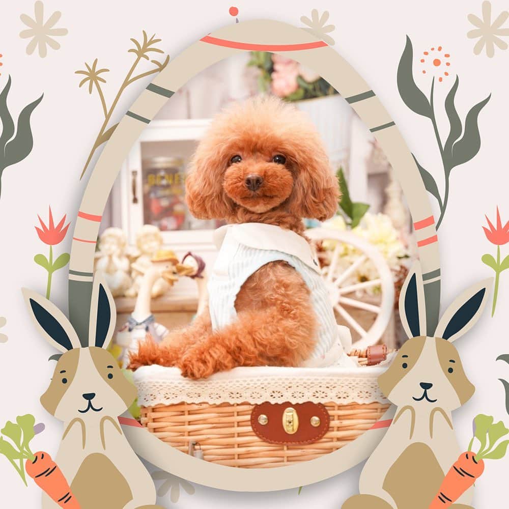 夢月せらのインスタグラム：「Easter!!   #easter  #dogsofinstagram」
