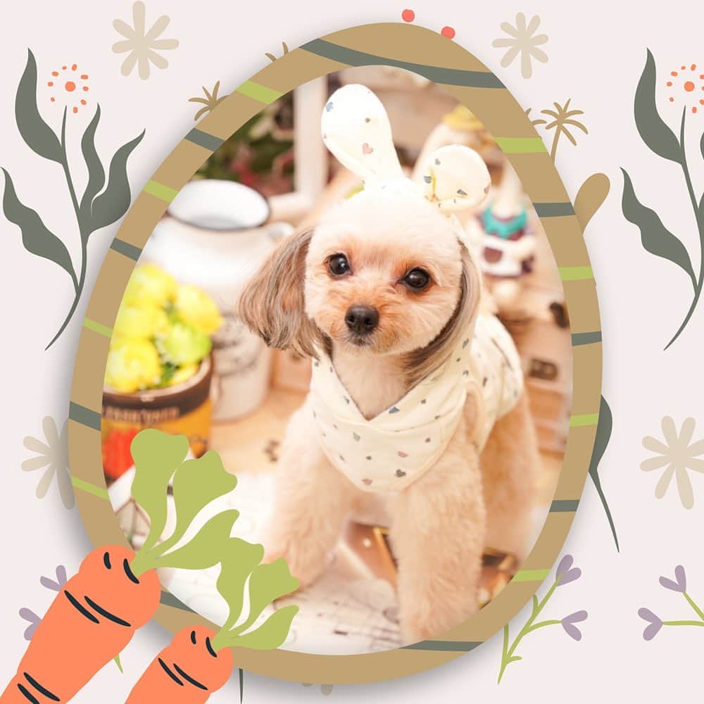 夢月せらのインスタグラム：「Happy   #easter  #doglover」