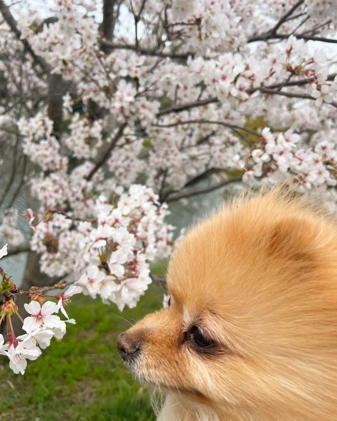 Hanaのインスタグラム：「今年もお姉と #桜　🌸を見に行けました  #当たり前じゃねーからな  #加藤浩次 来年も一緒に撮ろうね  #お花見 #cherryblossom   #Pomeranian#pom#pompom#pomstagram#pets#dogs#doglover#dogsofinstagram#dogstagram#Japan#Kawaii#fluffydog#ポメラニアン#犬#flowers #cute#cutedog#funny#funnydog#犬と猫」