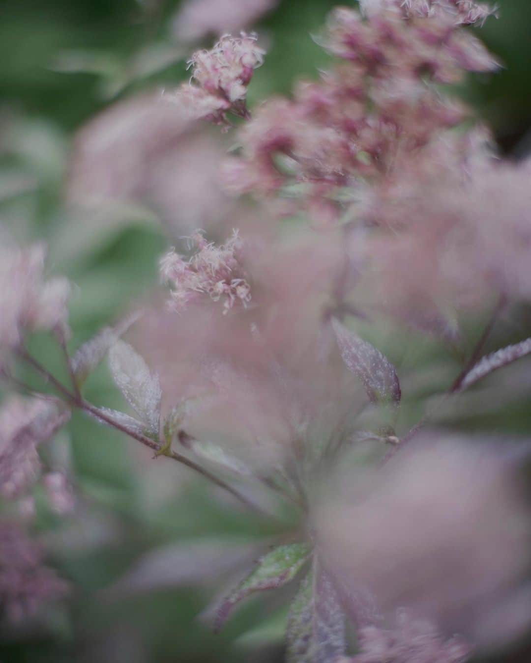 黒河内真衣子のインスタグラム：「Awajishima. Autumn 2022  LICHEN x Mame Kurogouchi is in the making and coming soon.  Photography @yuichironoda   @lichen.fr  #mamekurogouchi」