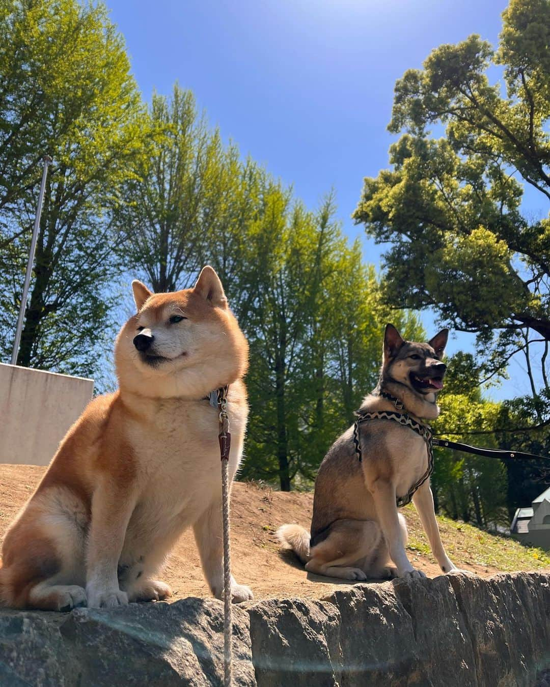 豆柴つむじくんさんのインスタグラム写真 - (豆柴つむじくんInstagram)「お友達と公園で #豆柴 #柴犬 #시바견 #shiba #shibainu #shibastagram #shibalove #shibadog #つむじ #ここ柴部 #のどかな日曜日」4月9日 12時35分 - tsumuji_kun