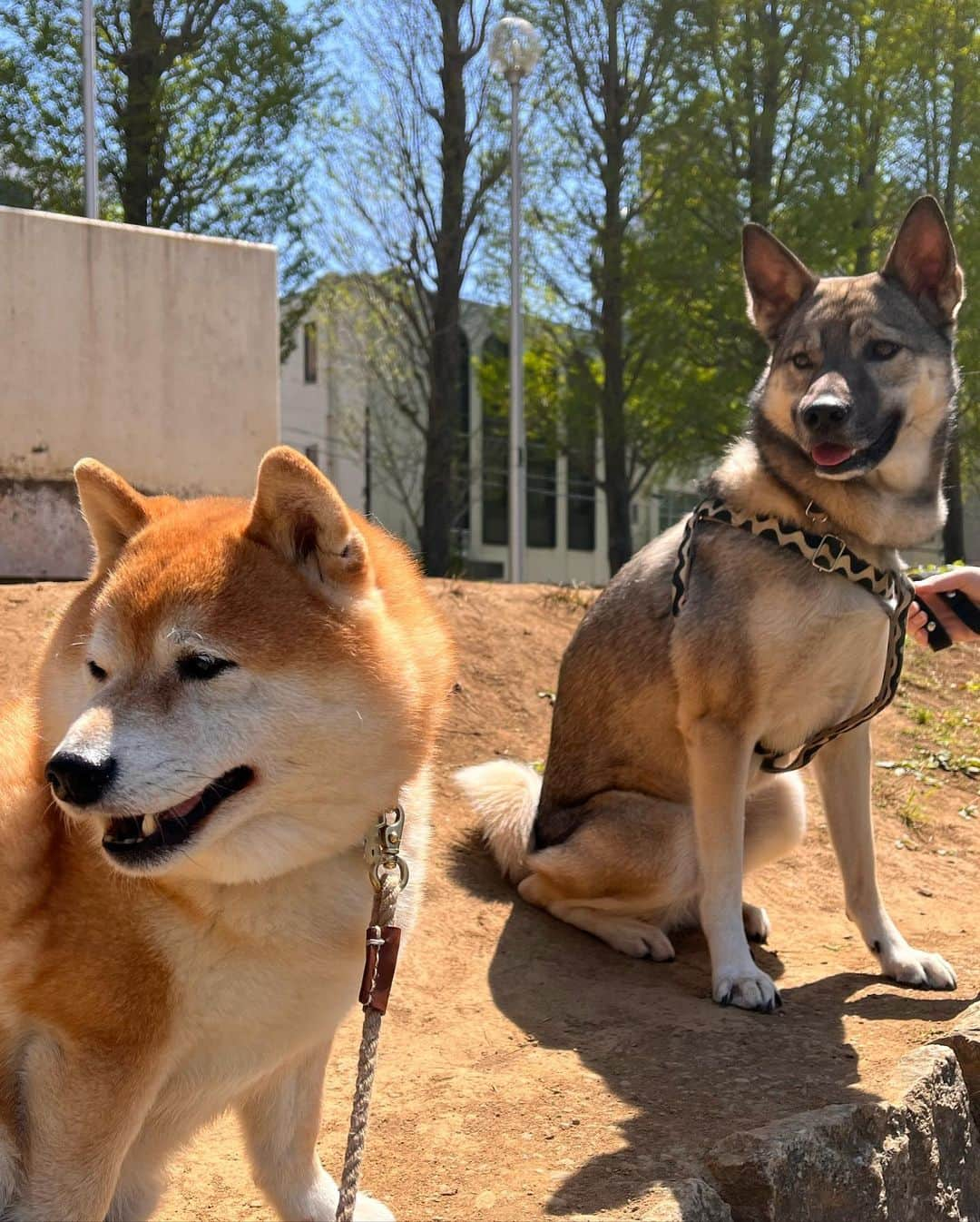 豆柴つむじくんさんのインスタグラム写真 - (豆柴つむじくんInstagram)「お友達と公園で #豆柴 #柴犬 #시바견 #shiba #shibainu #shibastagram #shibalove #shibadog #つむじ #ここ柴部 #のどかな日曜日」4月9日 12時35分 - tsumuji_kun