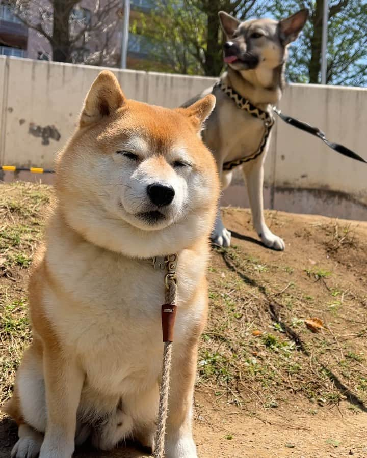 豆柴つむじくんのインスタグラム