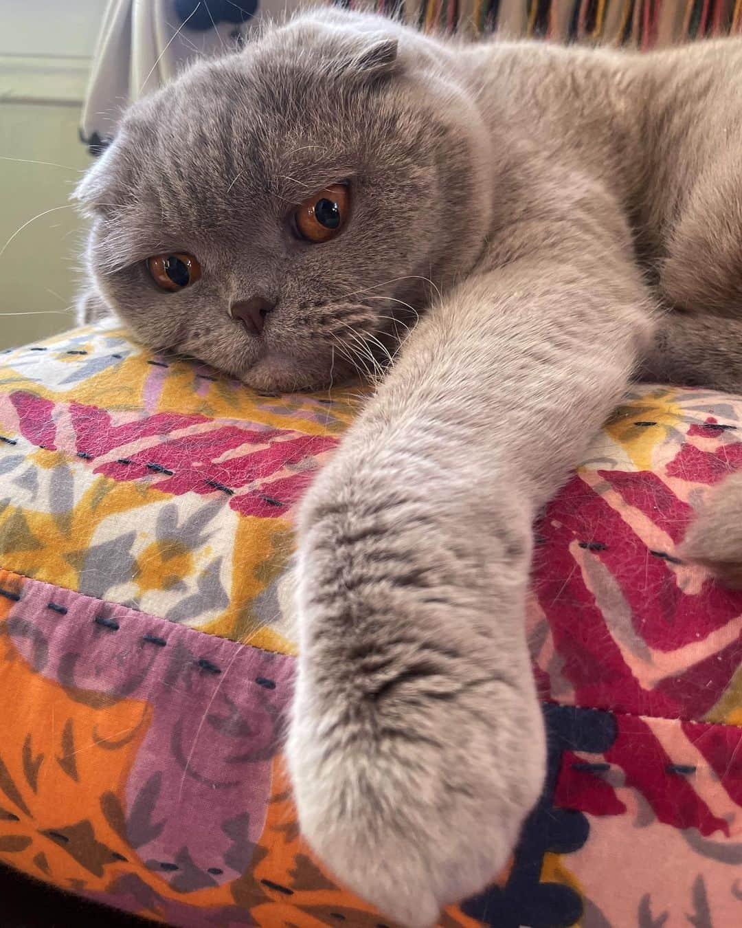 Millaさんのインスタグラム写真 - (MillaInstagram)「I’m not grumpy… you’re grumpy! 😾#MillaTheCat」4月9日 12時35分 - millathecat