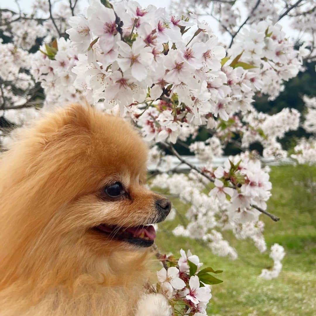 Hanaのインスタグラム：「モフモフの#桜　と モフモフの#ポメラニアン  今年も一緒に見れて 私は幸せです  #Pomeranian#pom#pomstagram#cherryblossom #dogs#doglover#dogsofinstagram#dogstagram#Japan#Kawaii#fluffydog#flowers #cute#cutedog#funny#funnydog」