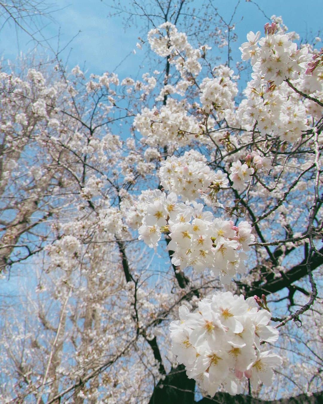渡辺順子さんのインスタグラム写真 - (渡辺順子Instagram)「憧れの菜の花と桜のコラボを求めて #熊谷桜堤 へ行ってみたけど…  早すぎて🌸ほぼ咲いてなかった 東京では満開だったから 熊谷あたりも咲いてるかな～と 思って行った日の事です #過去ピク   東京の満開🌸から1週間後くらいが 見頃だったみたいなので 来年はそれを目指してリベンジしたいと思った 2022春なのでした😂←2023の間違いwww  菜の花はThe黄色の絨毯💛 って感じで めちゃくちゃ綺麗で見応えがあったよ😍  ちなみに隣の公園の方が 桜は咲いていた  #春の風物詩🌸 #関東桜スポット #桜スポット巡り #子どもとおでかけ #子連れスポット #菜の花畑 #桜と菜の花 #sakura🌸 #kumagayaplace #kumagayasakuratsutsumi #親子モデル #菜の花スポット」4月9日 13時22分 - nabejun_room