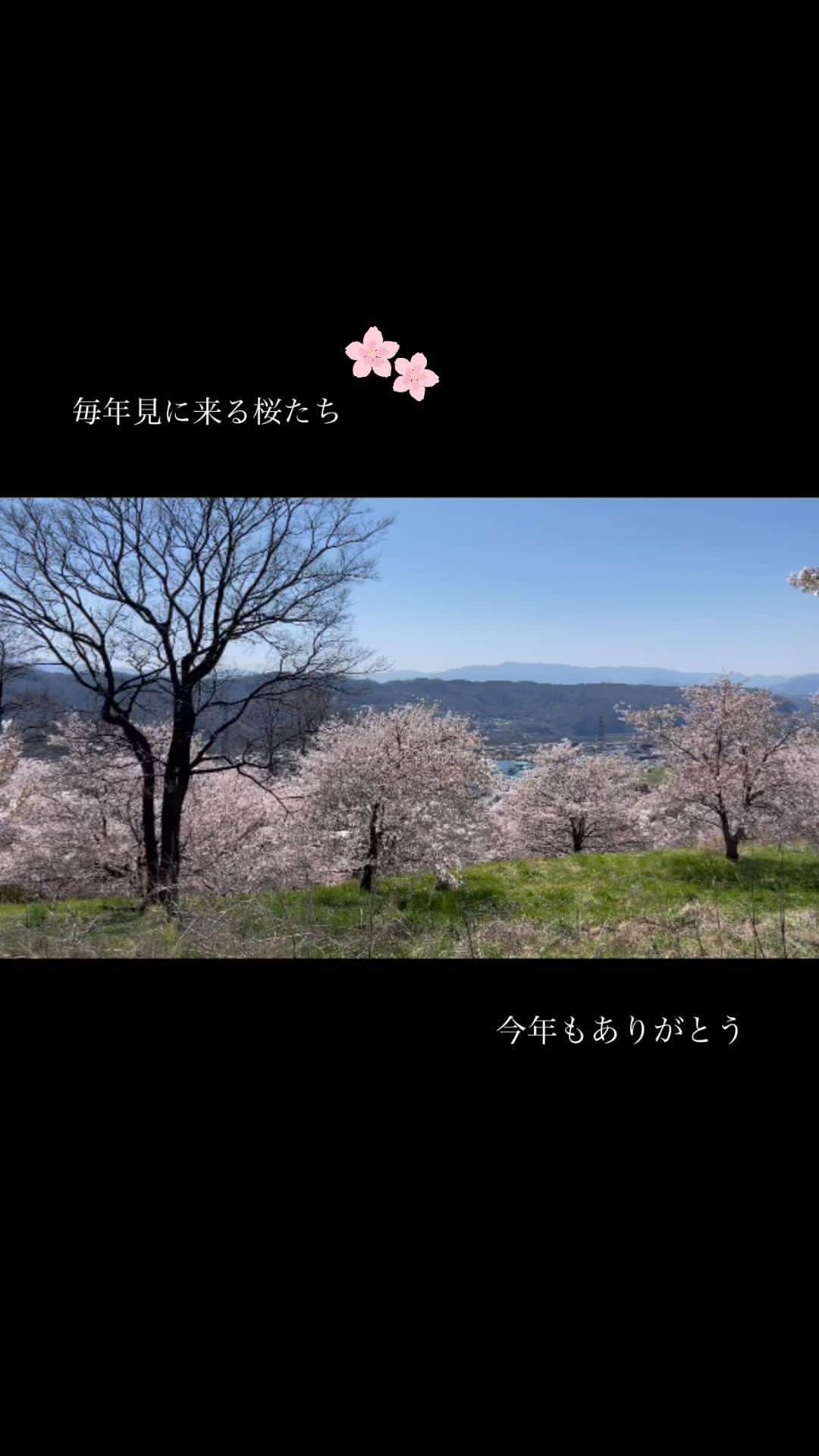 のインスタグラム：「◯◯◯  移住してから毎年見に来る桜たち。  今年もありがとう。 心が洗われます。」