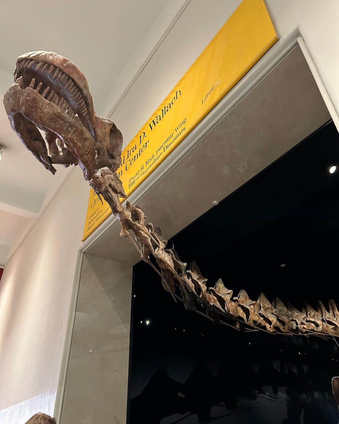 中岡由佳さんのインスタグラム写真 - (中岡由佳Instagram)「❇︎ 2023.04.02 アメリカ自然史博物館はセントラルパークの西、West77thから81thにかけての広い敷地に立っています。テーマは「自然と人間との対話」スケールが大きくて、どの展示も引き込まれました👀 #americanmusemofnaturalhistory  #dinosaur #nyc」4月9日 13時49分 - yuka_nakaoka