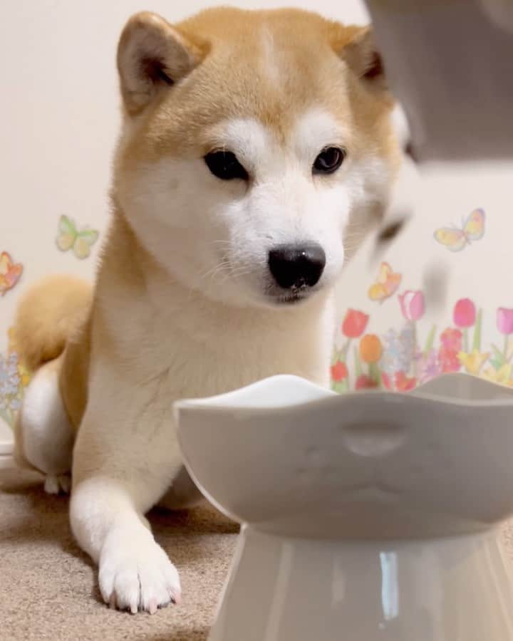 ゆうとろ（柴犬ゆうと猫のとろ）のインスタグラム