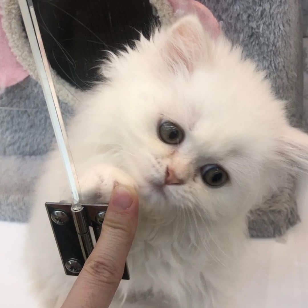 Baekのインスタグラム：「春！と、記録🐈🌸🌱🌿 few favs from last week camera roll」