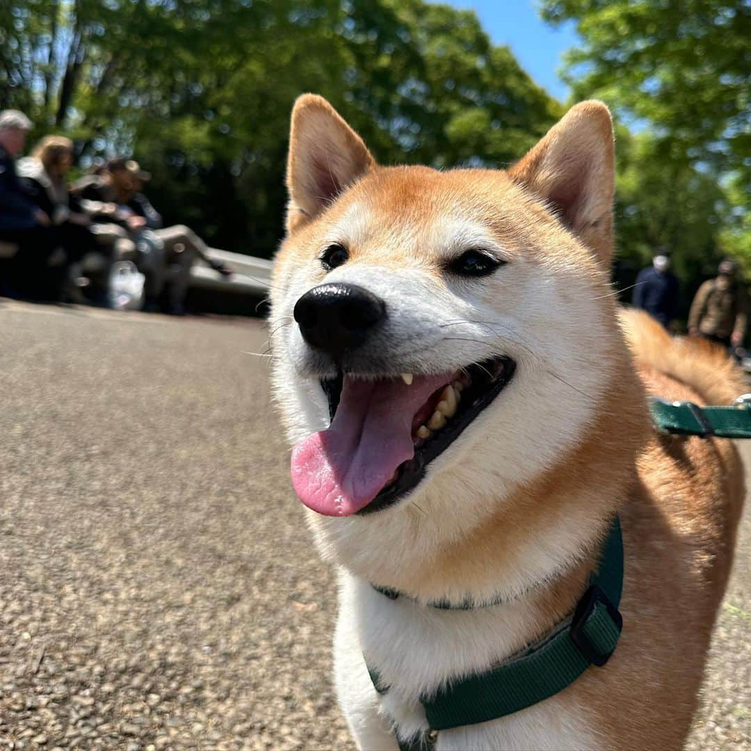 大山加奈さんのインスタグラム写真 - (大山加奈Instagram)「. . 迷いに迷った末に行ってみた わんわんカーニバル🐕 . 人多すぎたし だいずくん暑そうだったので 早々に退散…💦💦 . ずっと吠えちゃうかなと 心配していましたが 全然吠えることなく とてもおりこうさんで みんなでおでかけが楽しいのか ずっとにこにこでした🥺💓 . 柴飼いのフォロワーさんたちに 声をかけていただいて 嬉しかったです🥰 わんこたちみんなかわいかったなー🥰 . . #わんわんカーニバル #わんわんカーニバル2023  #だいず #だいず🐕💓 #豆柴 #豆柴部  #柴犬 #しばいぬ  #犬のいる暮らし#🐶 #🐕#いぬすたぐらむ #ワンスタグラム #しばすたぐらむ #mameshiba#shibainu#shibastagram #柴犬好きさんと繋がりたい #柴犬のいる暮らし #柴犬ライフ」4月9日 15時21分 - kanaoyama0619