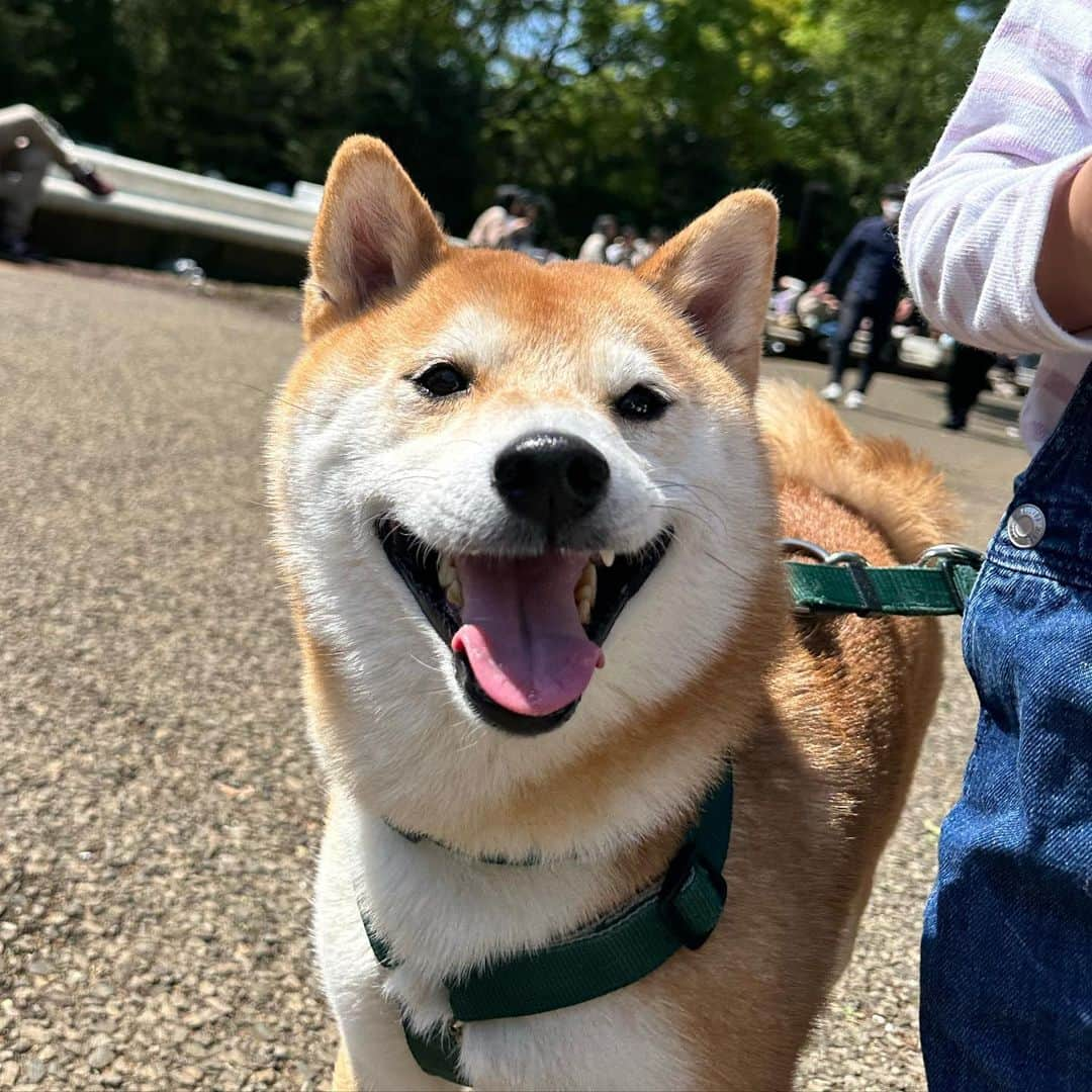 大山加奈さんのインスタグラム写真 - (大山加奈Instagram)「. . 迷いに迷った末に行ってみた わんわんカーニバル🐕 . 人多すぎたし だいずくん暑そうだったので 早々に退散…💦💦 . ずっと吠えちゃうかなと 心配していましたが 全然吠えることなく とてもおりこうさんで みんなでおでかけが楽しいのか ずっとにこにこでした🥺💓 . 柴飼いのフォロワーさんたちに 声をかけていただいて 嬉しかったです🥰 わんこたちみんなかわいかったなー🥰 . . #わんわんカーニバル #わんわんカーニバル2023  #だいず #だいず🐕💓 #豆柴 #豆柴部  #柴犬 #しばいぬ  #犬のいる暮らし#🐶 #🐕#いぬすたぐらむ #ワンスタグラム #しばすたぐらむ #mameshiba#shibainu#shibastagram #柴犬好きさんと繋がりたい #柴犬のいる暮らし #柴犬ライフ」4月9日 15時21分 - kanaoyama0619