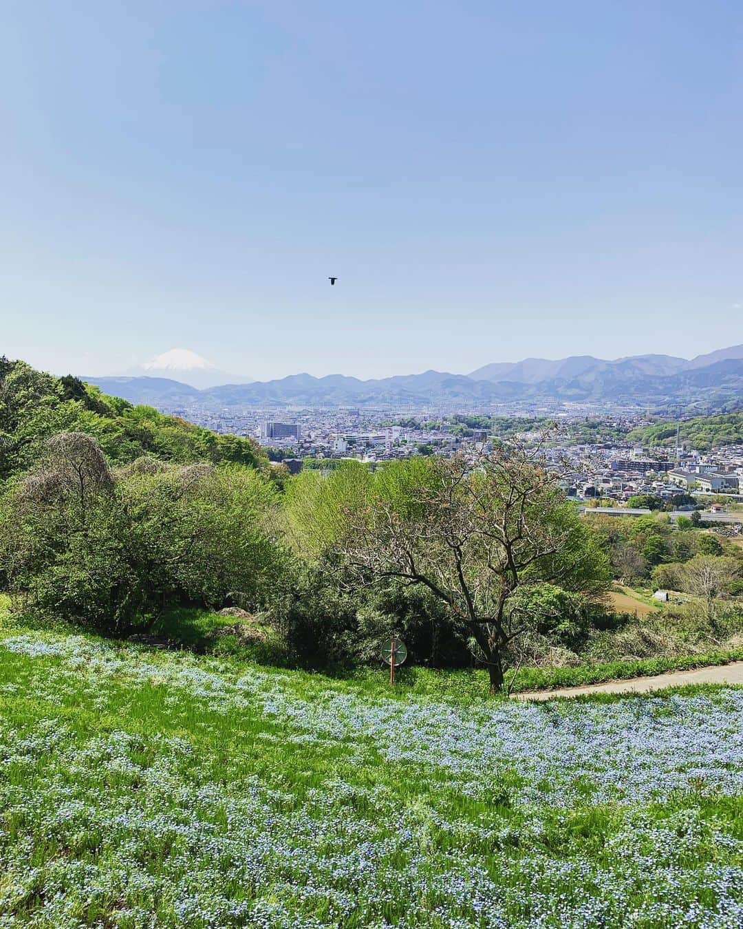 吉田栄作のインスタグラム：「天気のよい日曜日☀️  地元秦野市の絶景ポイントに🤙  ちょうど一羽の鳥が飛んできた！  皆さんもぜひ一度…よい森林浴ができますよ🌳  #弘法山」