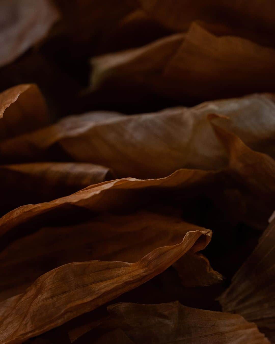 大島央照さんのインスタグラム写真 - (大島央照Instagram)「・ 開催中のKIGINU @kiginu.official ×ACTUS @actus_press とのコラボ展示、不在中にきていただいた方、誠にありがとうございます🙏  今作品は、自然と共存するものづくりをテーマにされているKIGINUが、草木染めをされたタマネギ、アボガド、ザクロなど使われた食の皮の魅力にぐっと寄った写真と、別の見せ方として、クルミと人、アボガドと人を表現。人が食べれるということで、安全性を示しています。  コロナ禍になり、来日撮影が一度ストップし、人を撮れなくなった時期、不得意だった料理を撮影する機会が増えた事で、より食べることも、お料理撮影も好きになりましたー。そして今回、初めて食材そのものと、じっくり向き合う時間になりました。最初は海で撮影してみたりもしましたが、自然の力が強すぎて、違うなーと。そんな中、 @nonatemari_shop さんでのKIGINUの草木染め現場にて、生きているような、食の皮の魅力と出会い、撮り下ろしさせていただきました。  展示は、SLOW HOUSE @slowhouse_tennozu にて、4月23日まで。4月15日、23日は会場にいる予定です！素敵な場所なので、お時間あれば、是非いらしてください✨  #kiginu #actus #slowhouse #写真 #photo #写真を飾る #walldecor #インテリア #タマネギ」4月9日 16時00分 - chiakioshima