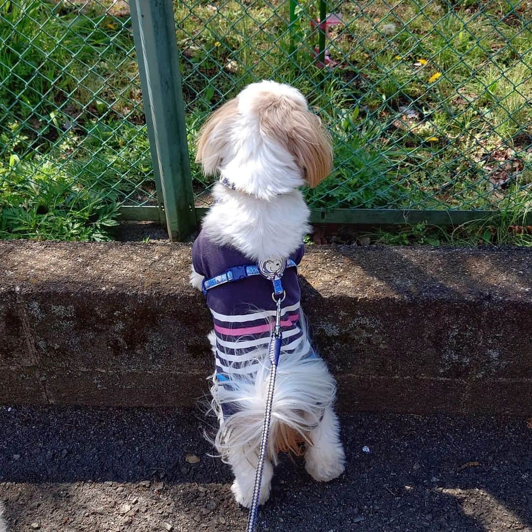Kukkaのインスタグラム：「のぞきみ #シーズー」