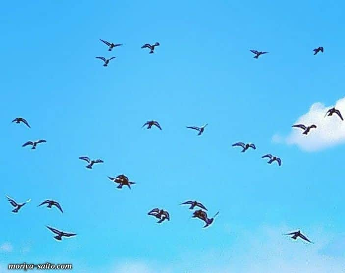 斎藤守也さんのインスタグラム写真 - (斎藤守也Instagram)「#とりとりとりとりとり  #鳥 #鳥 #鳥  #LesOiseaux  #斎藤守也  #moriyasaito  #MONOLOGUE  #モノローグ  #STORIES  #ストーリーズ」4月9日 16時30分 - moriya_monologue