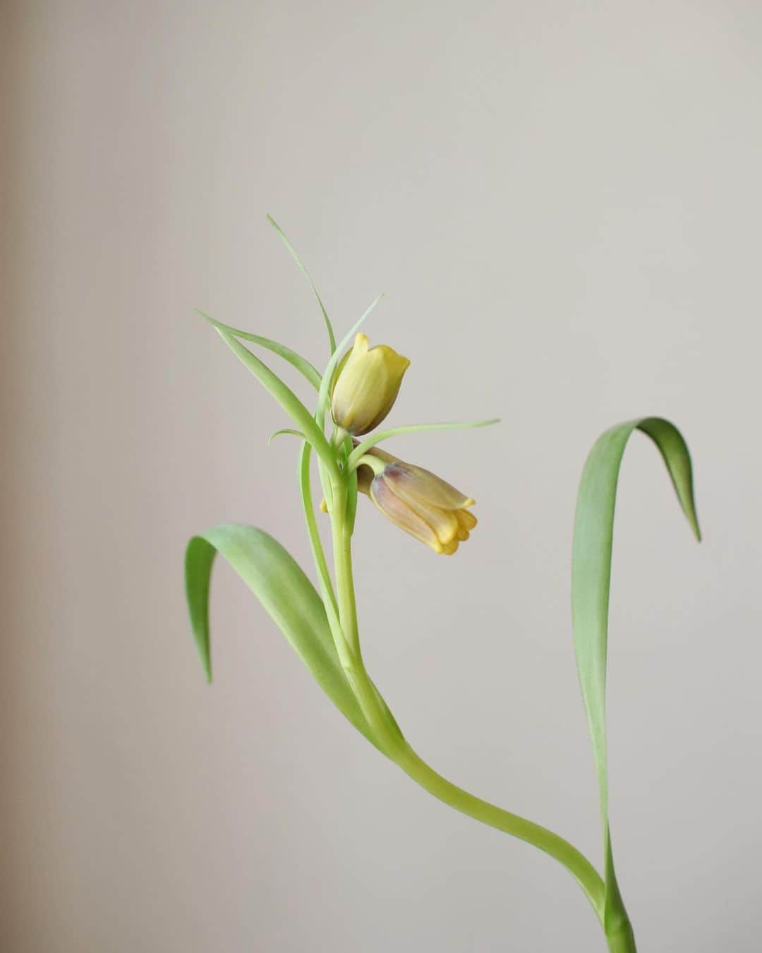 플로리스트 김애진(케이라플레르)さんのインスタグラム写真 - (플로리스트 김애진(케이라플레르)Instagram)「✔️#프리틸라리아 #Fritillaria」4月9日 16時35分 - keirafleur