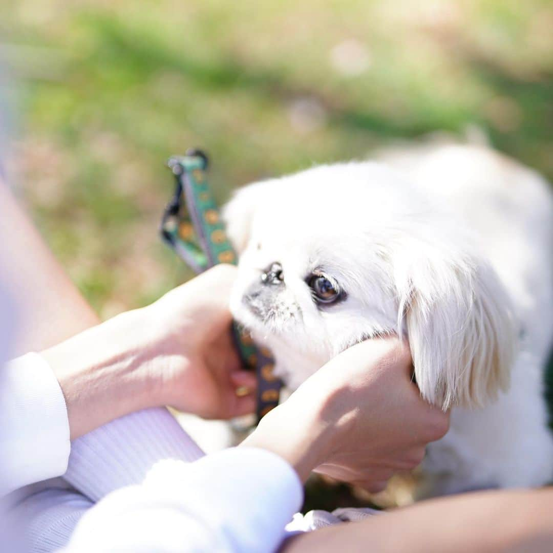 池田ゆりのインスタグラム：「Luv my dag🐕 📸 @akira.photographer   @kinaco_peki  #pekingese #ペキニーズ #kinaco #ユリフィット店長 #看板犬」