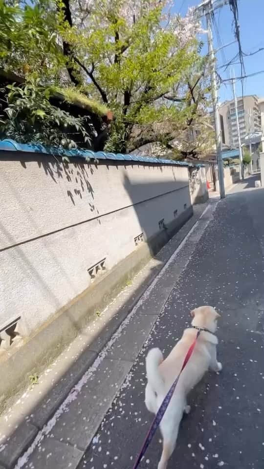 中原絵梨奈のインスタグラム：「とちお地方も 桜はすっかり終わりました🌸  入学式だった皆様おめでとうございます🌸💓  明日から新学期の皆様、 わくわく？どきどき？ですか🌸  担任の先生だれかなー 仲良い友達と同じクラスかなー  私も そんな気持ちが思い出されますね🤭🤍  新しいノートの初めだけ綺麗に書くあの感じ笑 懐かしいなー✨ . . . としおくんは 今週病院です🫡✨」