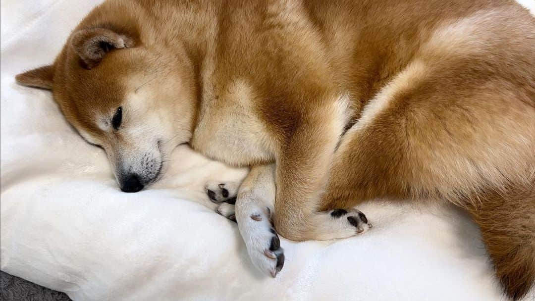 豆柴 サニーちゃんさんのインスタグラム写真 - (豆柴 サニーちゃんInstagram)「. HELLO〜こんにちわん🐻🐶 . ないげない朝の風景 . サニーちゃんの貫禄がすごいんだよねぇ☺️ . あご乗っけしに来たラムちゃんが近くて 一瞬びっくりしたけど なんとか大丈夫だったみたい😆 . . #さにらむ劇場 #柴犬#豆柴 #赤柴#豆柴子犬#豆柴多頭飼い #まめしば#しばいぬ#サンデイいぬ組#anicas#shiba_snap #shibainu#shiba#mameshiba#shibastagram #豆柴サニーちゃん#豆柴ラムちゃん#さにらむ #さにらむ2023」4月9日 17時20分 - sunny_rei_32