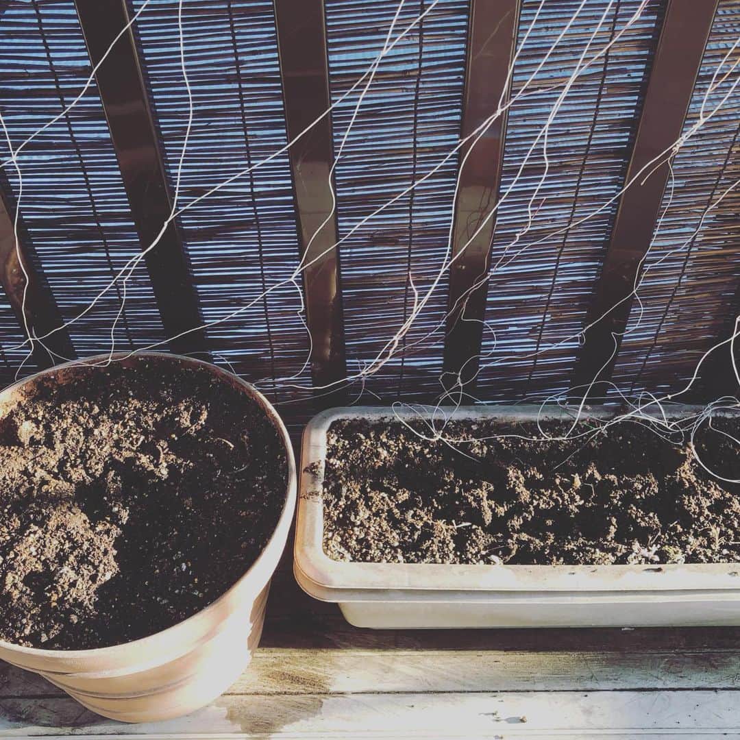 井山三希子さんのインスタグラム写真 - (井山三希子Instagram)「・ 連日制作の日々 作業終わり昨年ベランダで採取した 朝顔の種が発芽したので土へ」4月9日 17時30分 - nikoyagi