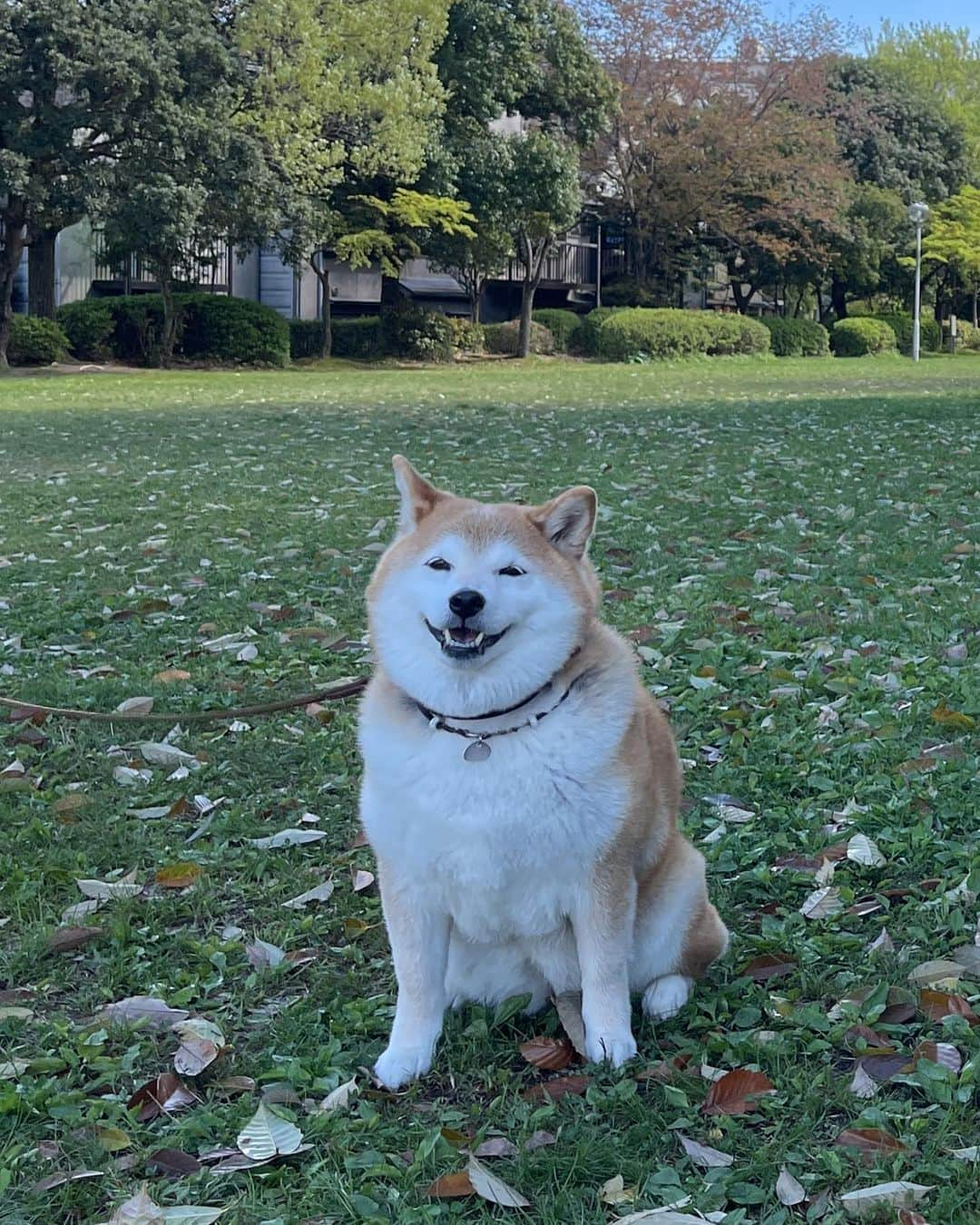 こなつさんのインスタグラム写真 - (こなつInstagram)「昨日の きなこちゃんとこなつのツーショット❤️  ふたりとも笑顔でした😊  柴距離だけどね😆」4月9日 17時30分 - makonatu