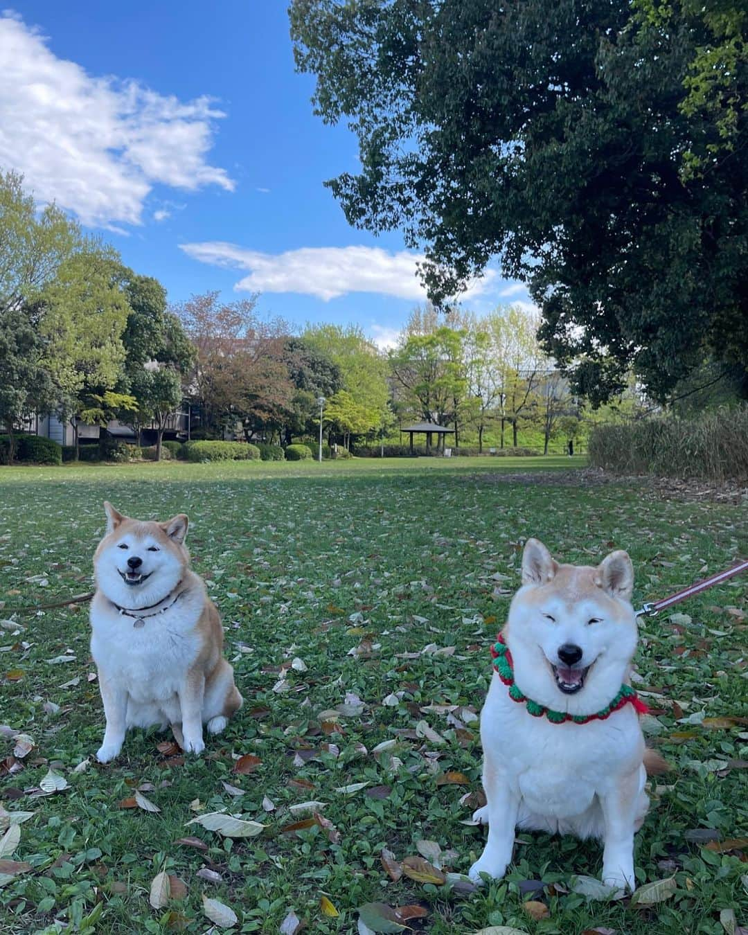 こなつのインスタグラム：「昨日の きなこちゃんとこなつのツーショット❤️  ふたりとも笑顔でした😊  柴距離だけどね😆」