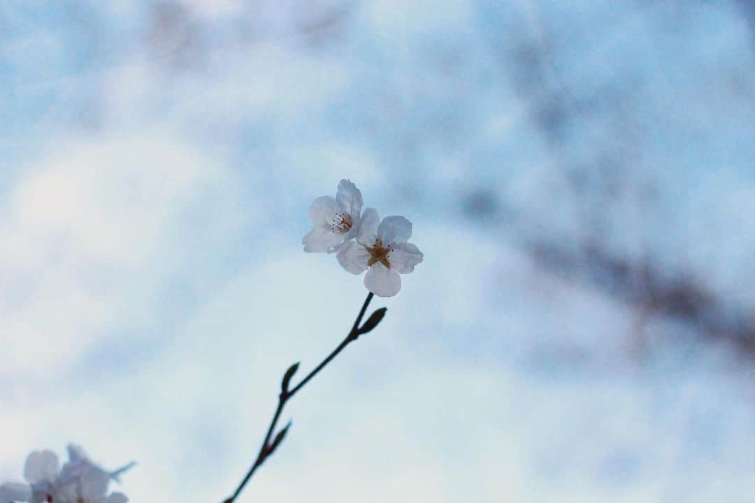 yukaさんのインスタグラム写真 - (yukaInstagram)「春。  #IG_JAPAN #team_jp_flower  #igersjp  #photooftheday #photo_jpn #daily_photo_jpn #pics_jp #shootermag_japan  #vscogoodshot  #東京カメ #genic_mag #reco_ig  #写真好きな人と繋がりたい  #何気ない瞬間を残したい #as_archive  #iedemo_graphy #ファインダー越しの私の世界 #関西写真部SHARE #jp_mood #best_photogram #tv_flowers #私の花の写真 #tv_fadingbeauty #best_moment_flower  #花フレンド #flowerstagram #ig_flowers #春 #海」4月9日 17時31分 - yuka_ff