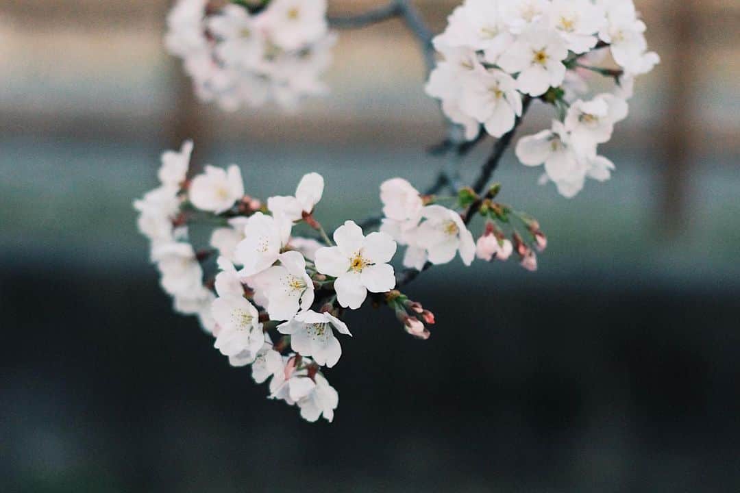 yukaのインスタグラム：「春。  #IG_JAPAN #team_jp_flower  #igersjp  #photooftheday #photo_jpn #daily_photo_jpn #pics_jp #shootermag_japan  #vscogoodshot  #東京カメ #genic_mag #reco_ig  #写真好きな人と繋がりたい  #何気ない瞬間を残したい #as_archive  #iedemo_graphy #ファインダー越しの私の世界 #関西写真部SHARE #jp_mood #best_photogram #tv_flowers #私の花の写真 #tv_fadingbeauty #best_moment_flower  #花フレンド #flowerstagram #ig_flowers #春 #海」