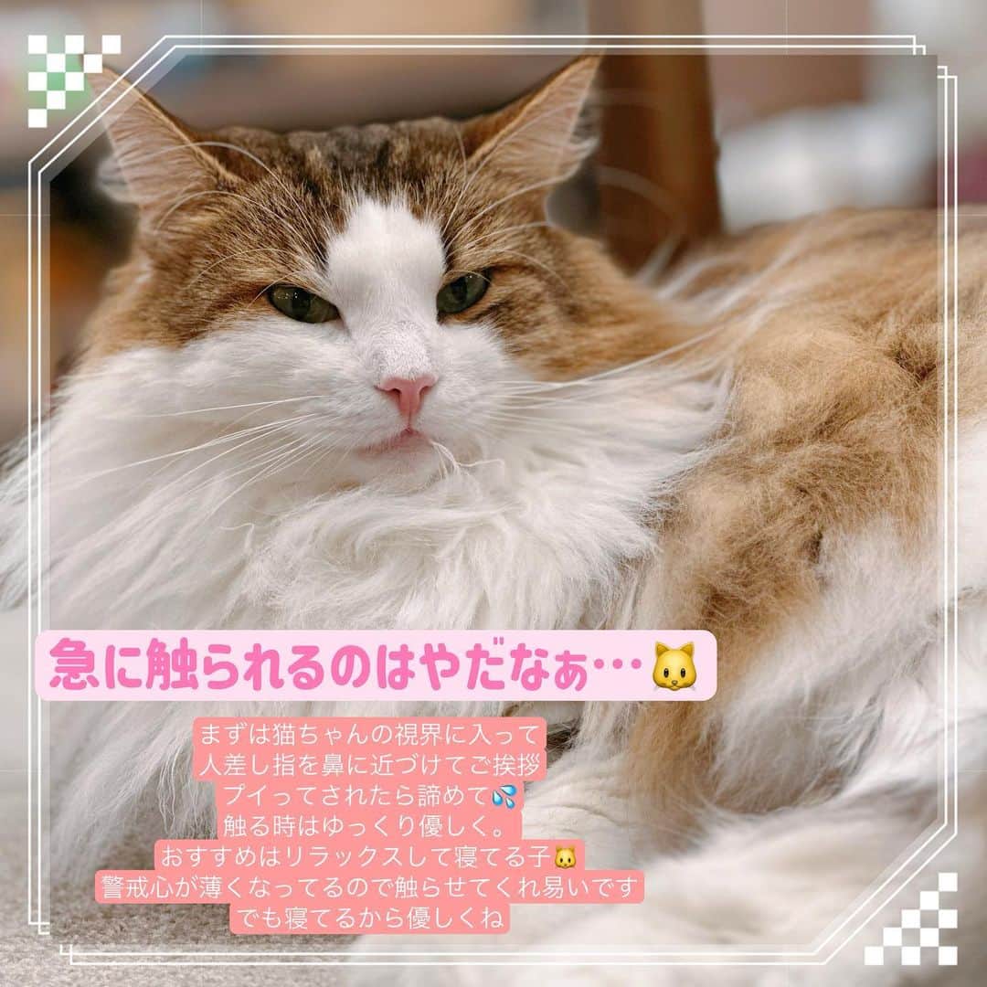 三宮つばきさんのインスタグラム写真 - (三宮つばきInstagram)「#猫カフェmocha公式アンバサダー  として🔥猫カフェMOCHAの楽しみ方伝授しちゃう🐱🐱  今日は #猫カフェmocha渋谷公園通り に行きました💕 メリアちゃんはおやすみで居ませんでした…泣いた…。  🐱好きの私は、しょっちゅう猫カフェMOCHA様を利用していたので、アンバサダーになれてとっても嬉しいです❣️  猫カフェMOCHAの魅力をみなさんに知っていただきもっともっと猫カフェが身近なものになっていったらいいなと思っています☺️  #猫カフェmocha」4月9日 17時35分 - tsubaki_s_cmore