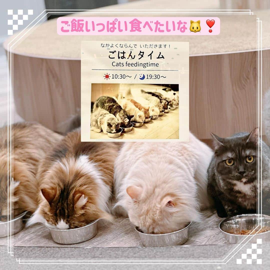 三宮つばきさんのインスタグラム写真 - (三宮つばきInstagram)「#猫カフェmocha公式アンバサダー  として🔥猫カフェMOCHAの楽しみ方伝授しちゃう🐱🐱  今日は #猫カフェmocha渋谷公園通り に行きました💕 メリアちゃんはおやすみで居ませんでした…泣いた…。  🐱好きの私は、しょっちゅう猫カフェMOCHA様を利用していたので、アンバサダーになれてとっても嬉しいです❣️  猫カフェMOCHAの魅力をみなさんに知っていただきもっともっと猫カフェが身近なものになっていったらいいなと思っています☺️  #猫カフェmocha」4月9日 17時35分 - tsubaki_s_cmore