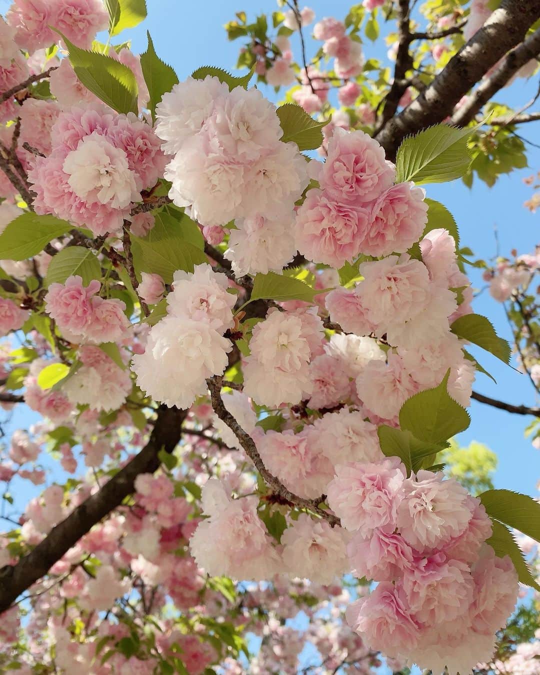 花城アリアさんのインスタグラム写真 - (花城アリアInstagram)「3年ぶりに開催された 大阪造幣局さくらの通り抜けに行ってきました 八重桜🌸まん丸に上手く育つなぁ😆 肉眼で見るのが幻想的で 本当にきれいだったんですけど、 写真アップします🌸✨✨ （カメラの腕がないだけか💦😂）  入場制限があり 申し込みが争奪戦だったのですが、 なんとかゲット出来ました☺️👍  たわいもない日常はストーリーズで アップする様になってから 投稿あまりしなくなったので、 今日はこちらに投稿してみます😊  八重桜が咲いて これからの新緑の季節が 1番好きだなー☺️☘️🌿☘️  #八重桜 #新緑の季節」4月9日 17時37分 - aria.kajo