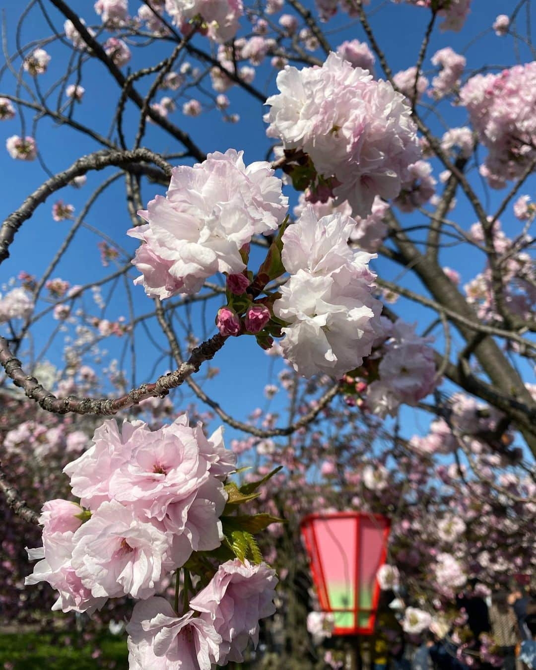 花城アリアさんのインスタグラム写真 - (花城アリアInstagram)「3年ぶりに開催された 大阪造幣局さくらの通り抜けに行ってきました 八重桜🌸まん丸に上手く育つなぁ😆 肉眼で見るのが幻想的で 本当にきれいだったんですけど、 写真アップします🌸✨✨ （カメラの腕がないだけか💦😂）  入場制限があり 申し込みが争奪戦だったのですが、 なんとかゲット出来ました☺️👍  たわいもない日常はストーリーズで アップする様になってから 投稿あまりしなくなったので、 今日はこちらに投稿してみます😊  八重桜が咲いて これからの新緑の季節が 1番好きだなー☺️☘️🌿☘️  #八重桜 #新緑の季節」4月9日 17時37分 - aria.kajo