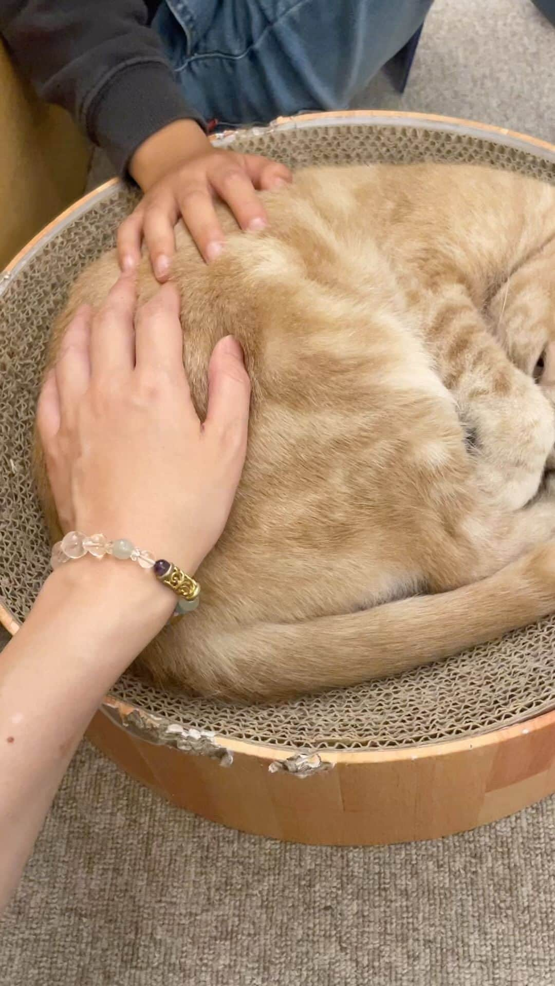 大和未知のインスタグラム：「ネコ🐈🐈🐈に👦と一緒に👐でヒーリングしてみた✨✨✨✨ 手のぬくもり…相手の鼓動…呼吸 色んなエネルギーが交換できたような気がする✨✨✨🌟  場所は【モフ高尾イーアス】❁ . :°*   犬や鳥や猫や亀と…リラックスできる癒しの空間🦜🐶 木の温もりを感じる店内は、居心地も良くゆったり過ごせる雰囲気が◎友達や一人でも自分時間を楽しめる🌟✨✨✨  #animal #もふもふ #モフ高尾#pet_of_our_world #bestoftheday #ぬこ #instapets #instaglike #天使 #likeall #ねこ #ぬこ様 #癒しの時間」