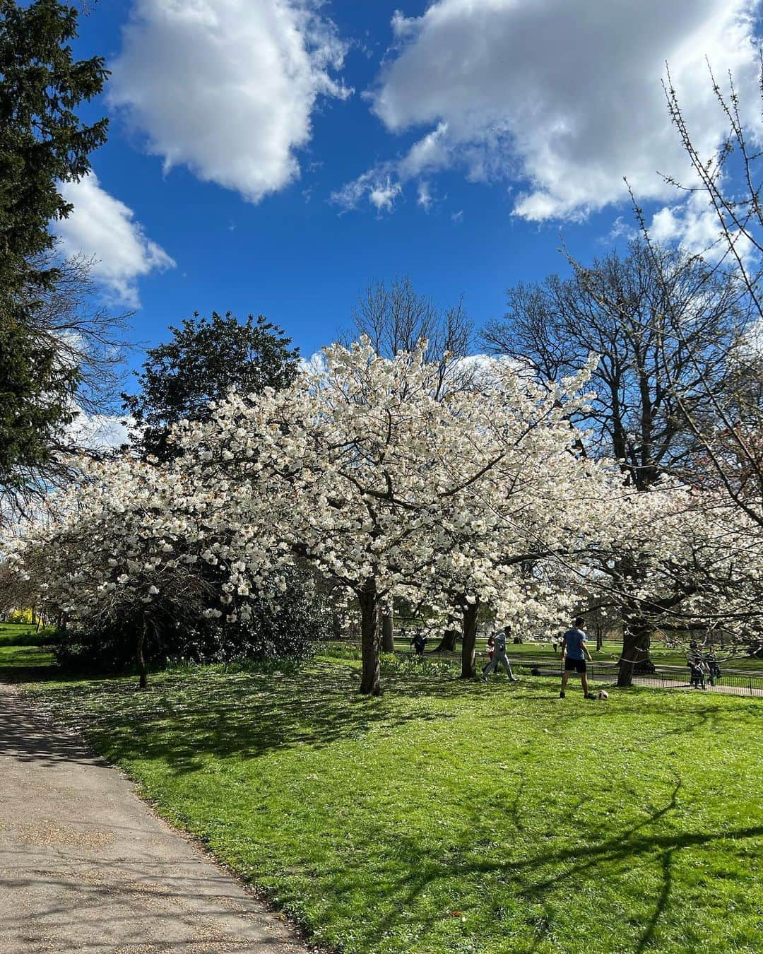 松原汐織さんのインスタグラム写真 - (松原汐織Instagram)「Photo dump🌸🌸🌸 I take a walk with my daughter every day. We found a lot of beautiful cherry blossoms.  ー #newborn #baby #babygirl #newmom #lovemyfam  #cherryblossom #blooming  #paddington #hydepark #italiangardens  #london #thisislondon #londonlife #mum #mumofagirl  #出産 #海外出産 #女の子ママ  #海外子育て #イギリス子育て #ロンドン子育て  #桜 #お花見 #パディントン #ハイドパーク  #ロンドン #ロンドン生活 #ロンドン在住  #shioriinlondon2023  ー」4月9日 17時42分 - shiori_ma_