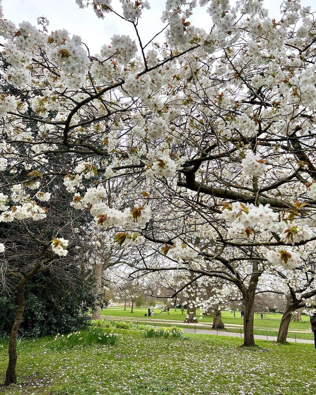 松原汐織さんのインスタグラム写真 - (松原汐織Instagram)「Photo dump🌸🌸🌸 I take a walk with my daughter every day. We found a lot of beautiful cherry blossoms.  ー #newborn #baby #babygirl #newmom #lovemyfam  #cherryblossom #blooming  #paddington #hydepark #italiangardens  #london #thisislondon #londonlife #mum #mumofagirl  #出産 #海外出産 #女の子ママ  #海外子育て #イギリス子育て #ロンドン子育て  #桜 #お花見 #パディントン #ハイドパーク  #ロンドン #ロンドン生活 #ロンドン在住  #shioriinlondon2023  ー」4月9日 17時42分 - shiori_ma_