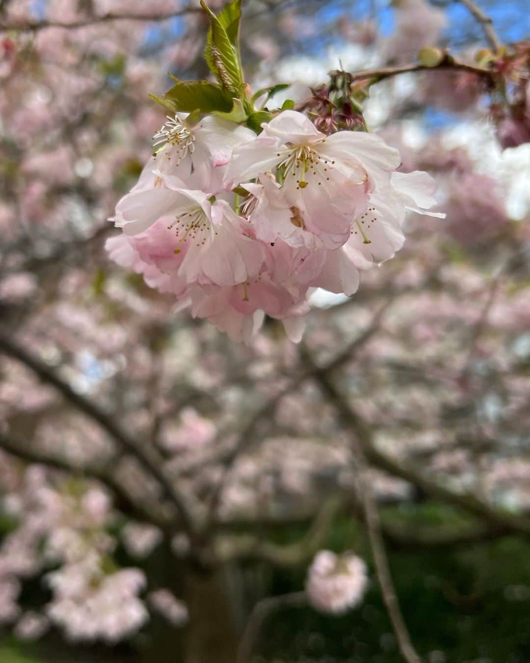 松原汐織さんのインスタグラム写真 - (松原汐織Instagram)「Photo dump🌸🌸🌸 I take a walk with my daughter every day. We found a lot of beautiful cherry blossoms.  ー #newborn #baby #babygirl #newmom #lovemyfam  #cherryblossom #blooming  #paddington #hydepark #italiangardens  #london #thisislondon #londonlife #mum #mumofagirl  #出産 #海外出産 #女の子ママ  #海外子育て #イギリス子育て #ロンドン子育て  #桜 #お花見 #パディントン #ハイドパーク  #ロンドン #ロンドン生活 #ロンドン在住  #shioriinlondon2023  ー」4月9日 17時42分 - shiori_ma_