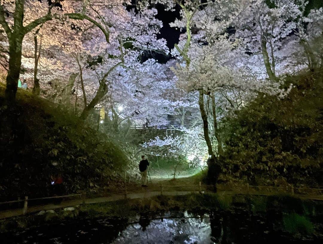 辻 よしなりさんのインスタグラム写真 - (辻 よしなりInstagram)「先日は誕生日にたくさんのお祝いコメントを頂戴し誠にありがとうございました🙇🏻  誕生日旅行と称し、 満開の桜🌸を訪ねて 長野県「高遠城址公園」までキャンカー旅してきました。  日本三大桜の名所と謳われている高遠にどうしても満開の時に一度行ってみたくて、その夢、叶いました！ 一言で言って、 期待を何倍も超えてくれましたよー♪♪ 「最高宣言❣️」です  「満開ブラボー😍」です  イチも家内も上機嫌！ 夢の中にいるような… ジブリの世界にいる感覚… 冷静ではいられません🥰  今年はいろんな🌸桜🌸に会いました。 🌸って、この時期以外は存在を消しているかのように佇んでいて、咲く時だけは一気に見せつけてくれます❗️ 咲く姿も散る姿も絵になる 千両役者！ 「THE日本」です❗️  ありがたや日本…。  #高遠城址公園 #花見 #満開　このタイミング！ #夜桜 #桜 が幾重にも… #これまでで一番 #たかとおこひがんざくら  #ソメイヨシノ と比べて小ぶりでピンク色が濃い #キャンピングカーの旅  #生きている間に見たい日本の風景  #観ないと後悔するレベル  #桜愛 #わんこ旅 #ジャックラッセルテリアのいる生活」4月9日 17時43分 - yoshinari_tsuji