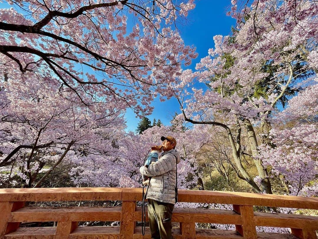 辻 よしなりさんのインスタグラム写真 - (辻 よしなりInstagram)「先日は誕生日にたくさんのお祝いコメントを頂戴し誠にありがとうございました🙇🏻  誕生日旅行と称し、 満開の桜🌸を訪ねて 長野県「高遠城址公園」までキャンカー旅してきました。  日本三大桜の名所と謳われている高遠にどうしても満開の時に一度行ってみたくて、その夢、叶いました！ 一言で言って、 期待を何倍も超えてくれましたよー♪♪ 「最高宣言❣️」です  「満開ブラボー😍」です  イチも家内も上機嫌！ 夢の中にいるような… ジブリの世界にいる感覚… 冷静ではいられません🥰  今年はいろんな🌸桜🌸に会いました。 🌸って、この時期以外は存在を消しているかのように佇んでいて、咲く時だけは一気に見せつけてくれます❗️ 咲く姿も散る姿も絵になる 千両役者！ 「THE日本」です❗️  ありがたや日本…。  #高遠城址公園 #花見 #満開　このタイミング！ #夜桜 #桜 が幾重にも… #これまでで一番 #たかとおこひがんざくら  #ソメイヨシノ と比べて小ぶりでピンク色が濃い #キャンピングカーの旅  #生きている間に見たい日本の風景  #観ないと後悔するレベル  #桜愛 #わんこ旅 #ジャックラッセルテリアのいる生活」4月9日 17時43分 - yoshinari_tsuji