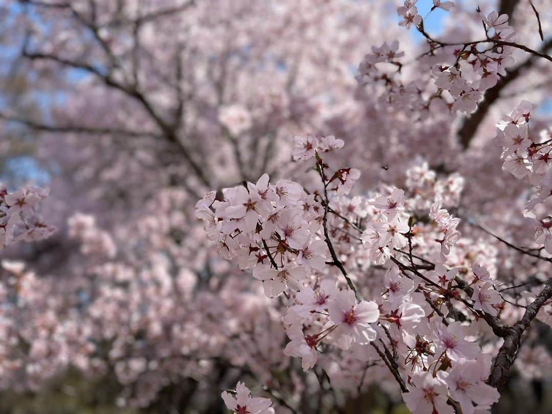 辻 よしなりさんのインスタグラム写真 - (辻 よしなりInstagram)「先日は誕生日にたくさんのお祝いコメントを頂戴し誠にありがとうございました🙇🏻  誕生日旅行と称し、 満開の桜🌸を訪ねて 長野県「高遠城址公園」までキャンカー旅してきました。  日本三大桜の名所と謳われている高遠にどうしても満開の時に一度行ってみたくて、その夢、叶いました！ 一言で言って、 期待を何倍も超えてくれましたよー♪♪ 「最高宣言❣️」です  「満開ブラボー😍」です  イチも家内も上機嫌！ 夢の中にいるような… ジブリの世界にいる感覚… 冷静ではいられません🥰  今年はいろんな🌸桜🌸に会いました。 🌸って、この時期以外は存在を消しているかのように佇んでいて、咲く時だけは一気に見せつけてくれます❗️ 咲く姿も散る姿も絵になる 千両役者！ 「THE日本」です❗️  ありがたや日本…。  #高遠城址公園 #花見 #満開　このタイミング！ #夜桜 #桜 が幾重にも… #これまでで一番 #たかとおこひがんざくら  #ソメイヨシノ と比べて小ぶりでピンク色が濃い #キャンピングカーの旅  #生きている間に見たい日本の風景  #観ないと後悔するレベル  #桜愛 #わんこ旅 #ジャックラッセルテリアのいる生活」4月9日 17時43分 - yoshinari_tsuji