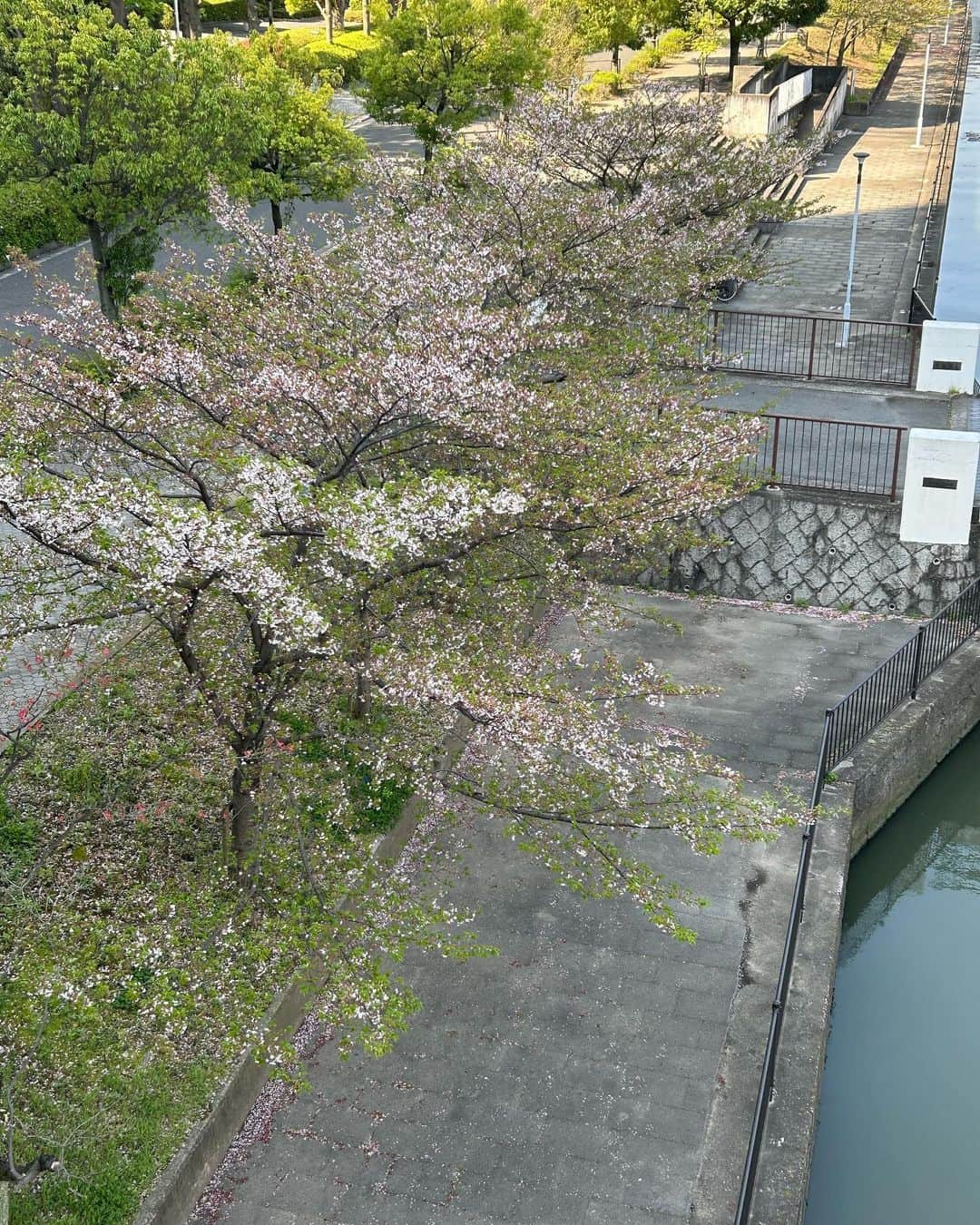 牧野誠三さんのインスタグラム写真 - (牧野誠三Instagram)「桜の花はまだ頑張って咲いています。🌸 あす、月曜日に入学式の方を待っているかのようです。 青空、綺麗でもね！ #ytv #読売テレビ #牧野誠三 #フリーアナウンサー #さくら #青空 #大阪城公園」4月9日 17時51分 - makino_seizo_freeter